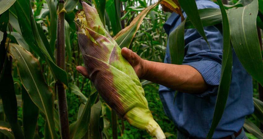 México sólo produce 44.1% de alimentos que consume; autosuficiencia alimentaria, cada vez más lejos