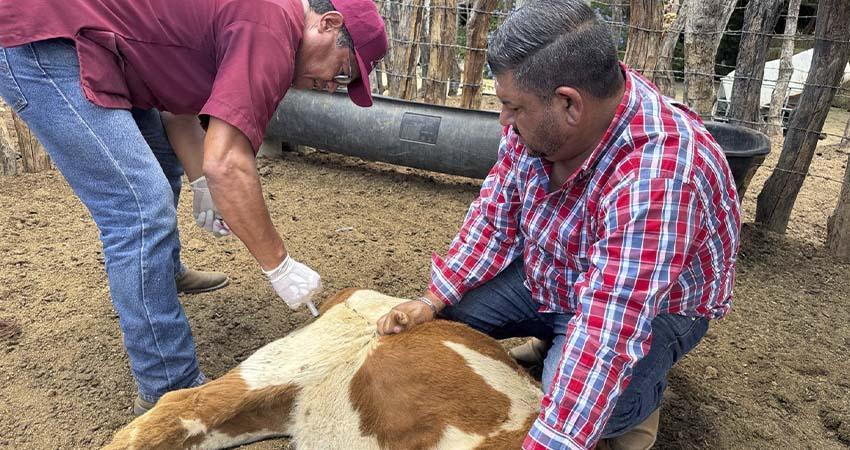 Refuerza Ayuntamiento de La Paz atención pecuaria en comunidades rurales durante 2025