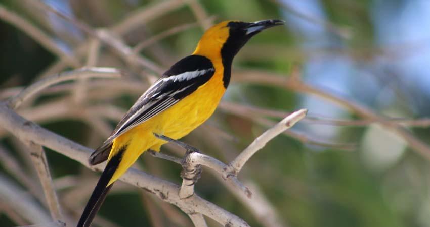 Aves: las mensajeras silenciosas que revelan la salud de nuestros ecosistemas