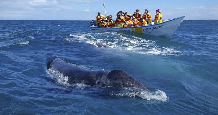 Este viernes arranca el Festival de la Ballena Gris en Puerto Adolfo López Mateos