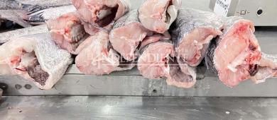 Pescadores del Alto Golfo urgen entrada en vigor de la NOM que regula la captura de Merluza