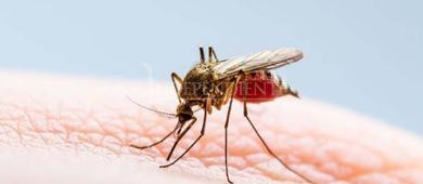 Baja California Sur cerró el 2025 con 680 casos de dengue