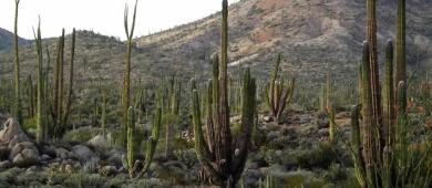 Que no se autoricen permisos a Minera El Arco en Valle de los Cirios: Diputada Olivas Parra