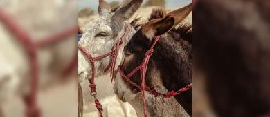 Piden protección legal para el burro mexicano en Los Cabos