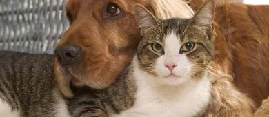 Los Cabos será sede del V Congreso Internacional por el Bienestar Animal