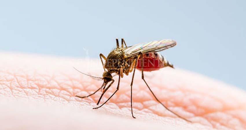 Baja California Sur cerró el 2025 con 680 casos de dengue