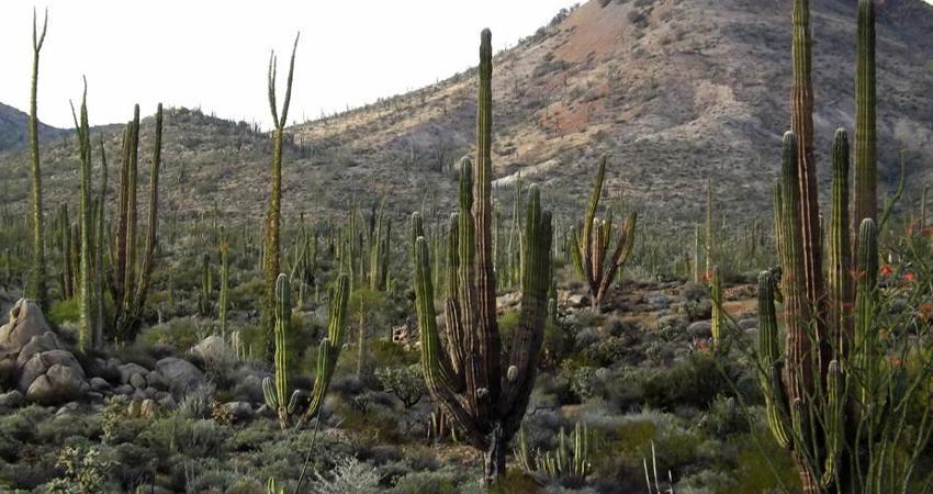 Que no se autoricen permisos a Minera El Arco en Valle de los Cirios: Diputada Olivas Parra