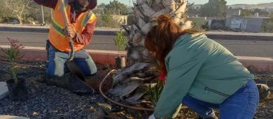 Plantan 300 árboles y fortalecen el riego con agua tratada en parques de La Paz
