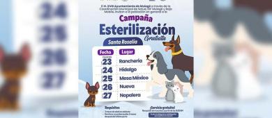 Reactiva el ayuntamiento de Mulegé campaña gratuita de esterilización para perros y gatos