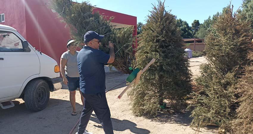 Concluye recepción de árboles de navidad naturales en La Paz