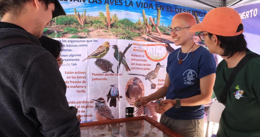 Invitan al 3er Festival de las Aves Playeras de La Paz en la UABCS