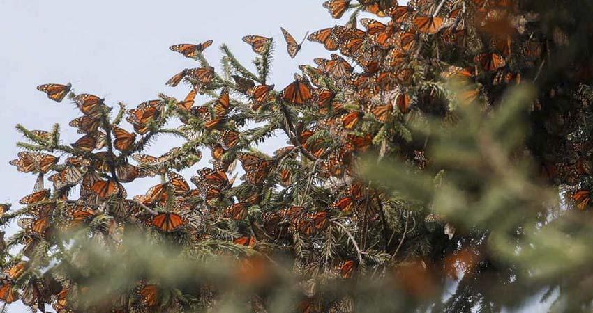 Mariposa monarca ocupa 64% más de superficie de bosque en México en temporada 2025-2026