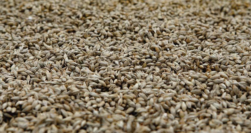 Productores de granos en México advierten descapitalización