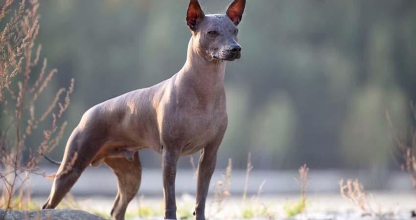 Cámara de Diputados aprueba crear el Día Nacional del Xoloitzcuintle