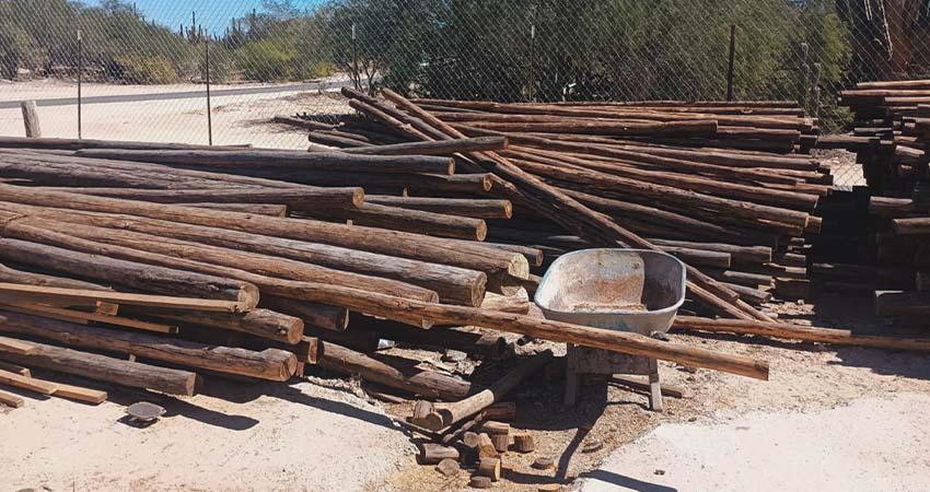 Asegura PROFEPA más de 60 m³ de madera de aserradero ilegal en La Paz