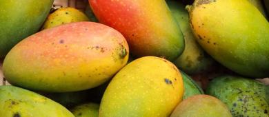 Cae producción de mango en Los Cabos hasta 50% por plagas y clima cálido