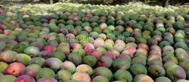 Fumagina golpea producción de mango en Los Cabos; productores acusan abandono institucional