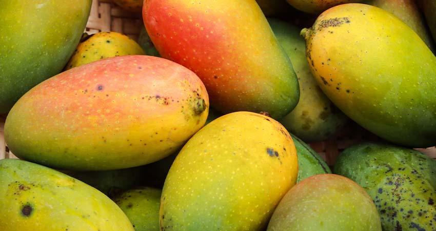 Cae producción de mango en Los Cabos hasta 50% por plagas y clima cálido