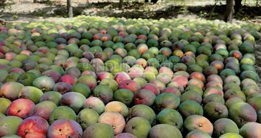 Fumagina golpea producción de mango en Los Cabos; productores acusan abandono institucional