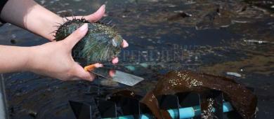 De la tierra al mar: La Bocana busca desarrollar el primer maricultivo comercial de abulón azul