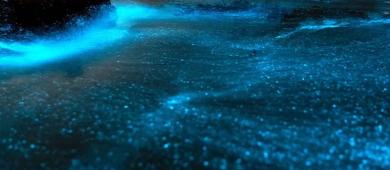 Bioluminiscencia, el fascinante fenómeno que ilumina las costas de Baja California Sur