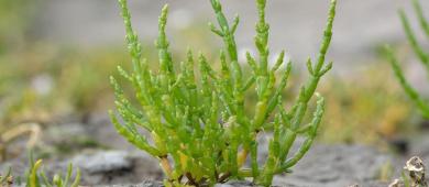 Investigación de la UABCS aborda el potencial de la salicornia