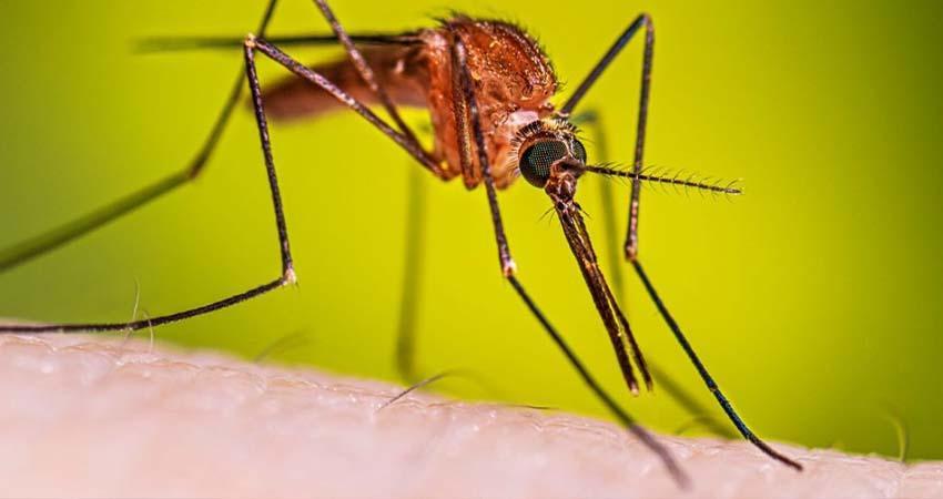 Detectan caso de malaria en Jalisco; paciente llegó al país por el Mundial 2026