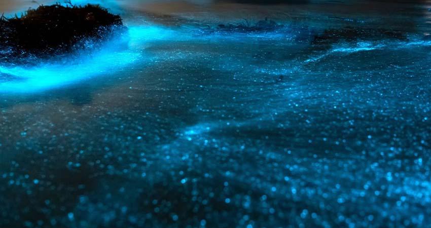 Bioluminiscencia, el fascinante fenómeno que ilumina las costas de Baja California Sur