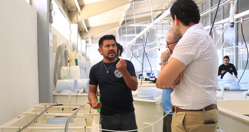 Proyecto de UABCS fortalece la ostricultura en Baja California Sur