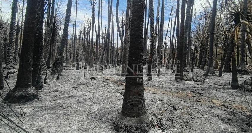 Darán empleo temporal a alrededor de 50 personas afectadas por incendio en San José de Comondú