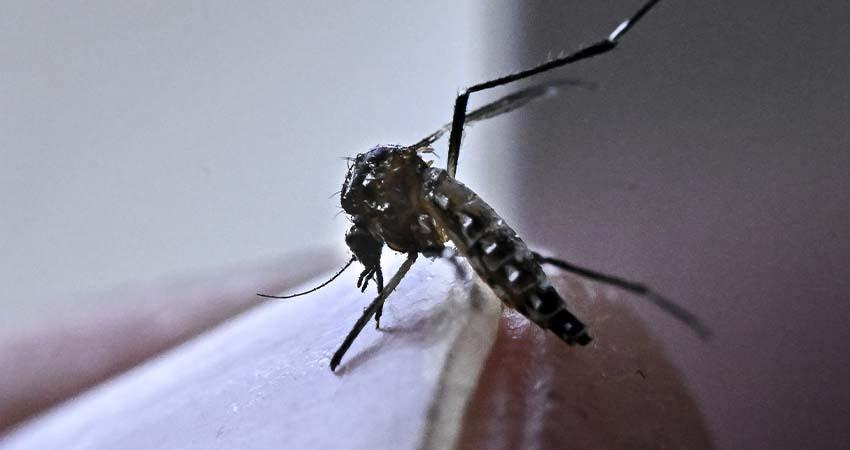 Aumentan casos de dengue en el país; suman 7 muertes