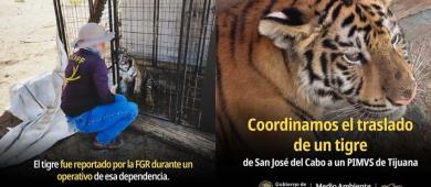 Tigre rescatado en San José del Cabo es trasladado al Zoológico Internacional de Tijuana
