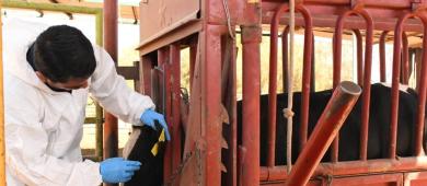 Presenta SEPADA plan preventivo contra el Gusano Barrenador en BCS