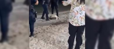 Tras polémica por tortuga en el malecón, plantean capacitar a policías en manejo de fauna