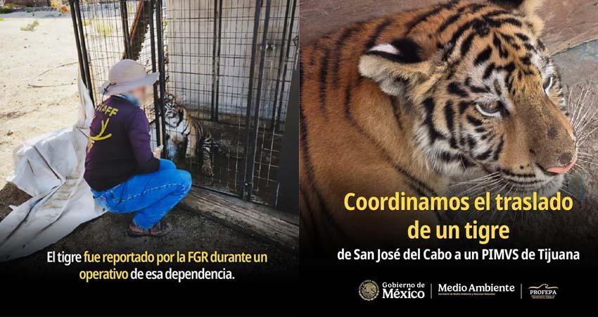 Tigre rescatado en San José del Cabo es trasladado al Zoológico Internacional de Tijuana