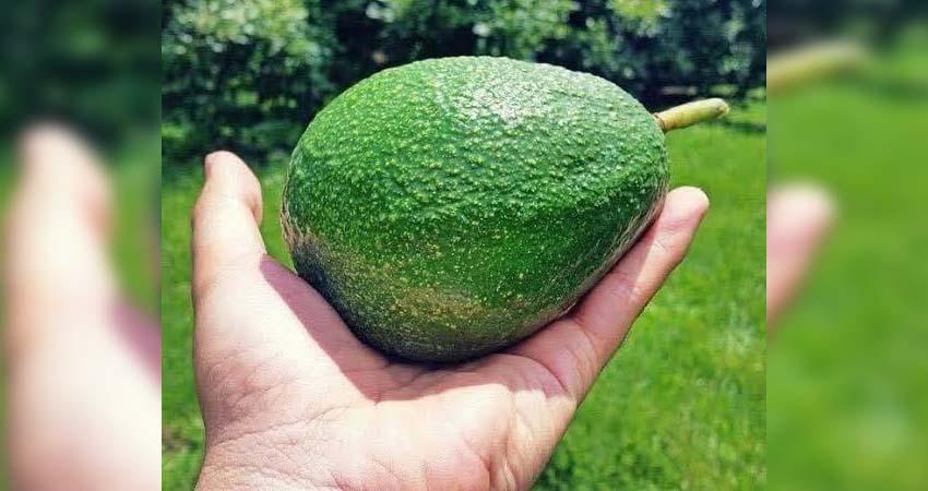 EE.UU. reanuda parcialmente importación de aguacate michoacano