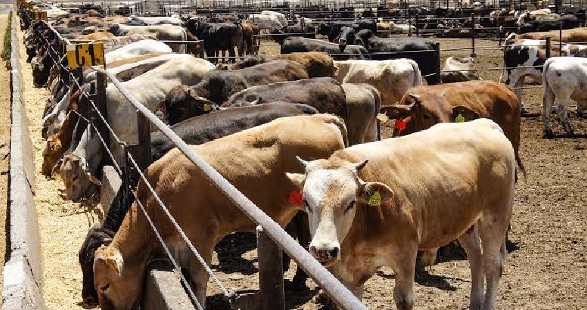 Prevén que reapertura de frontera modere auge de exportación de carne