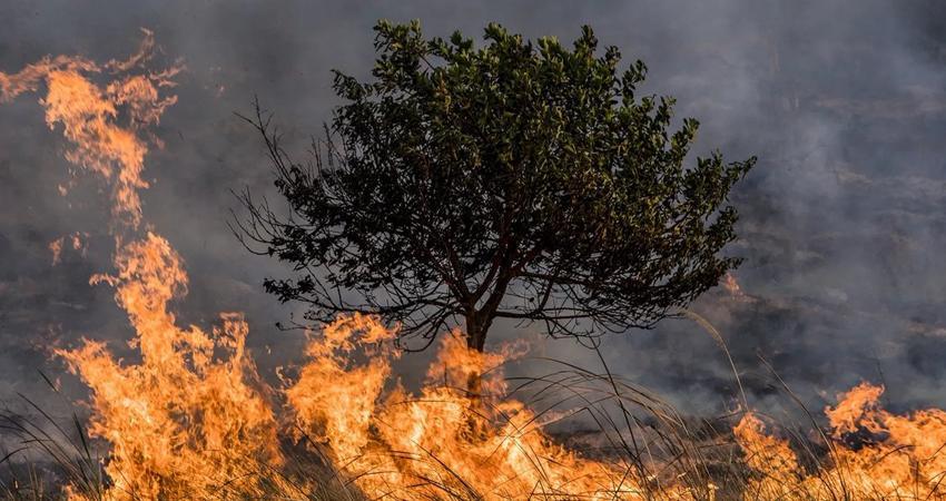 México y Guatemala firman acuerdo para prevenir y combatir incendios forestales