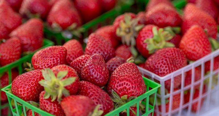 Consejo Nacional Agropecuario rechaza aranceles antidumping a fresas mexicanas