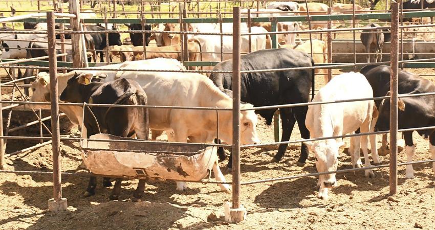 Refuerza BCS medidas sanitarias ante alerta por Gusano Barrenador