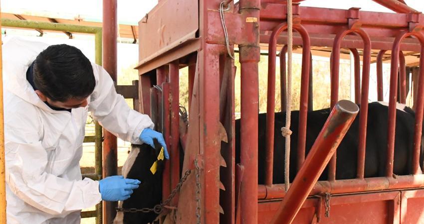 Presenta SEPADA plan preventivo contra el Gusano Barrenador en BCS