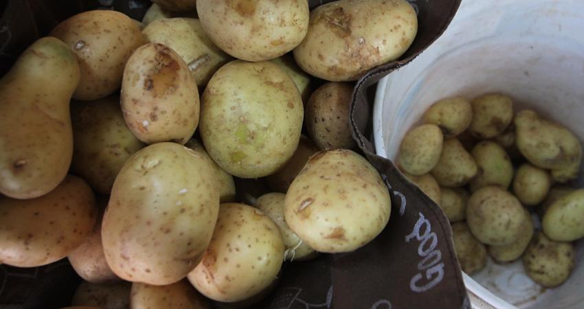 Productores denuncian ingreso irregular de papa estadounidense en Sinaloa