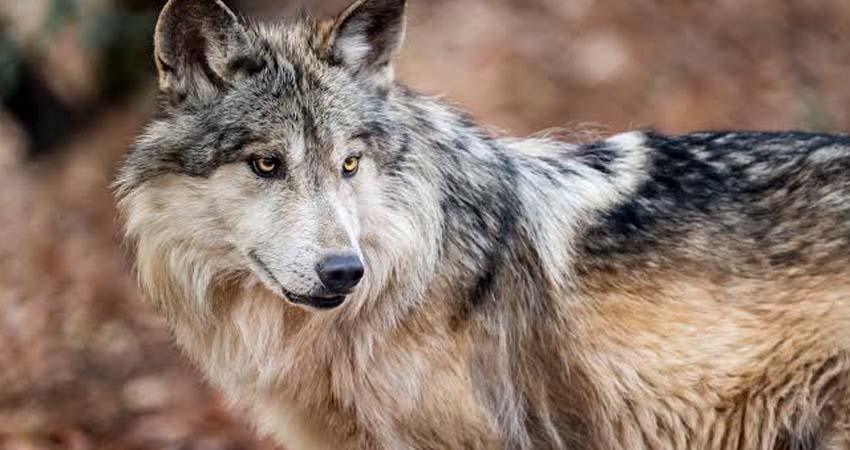 Trump va contra el lobo gris mexicano; busca quitarle protección