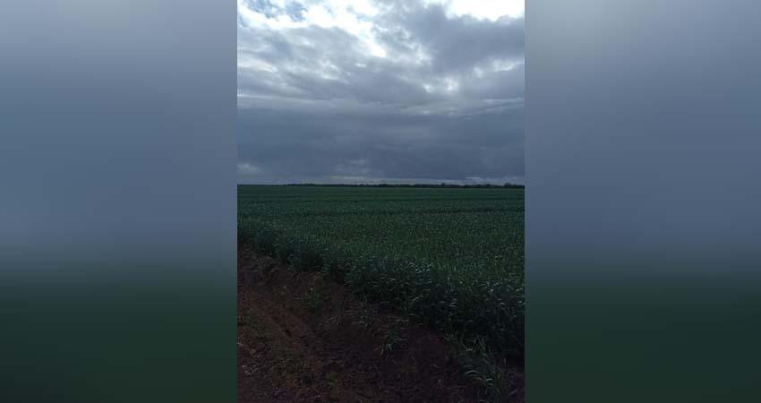 Modificará programa de sequía; recursos se destinarán a siembra en ranchos de BCS