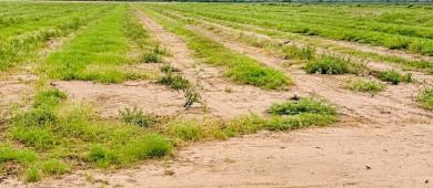 SEPADA BCS evalúa daños al sector primario tras el paso de Polo