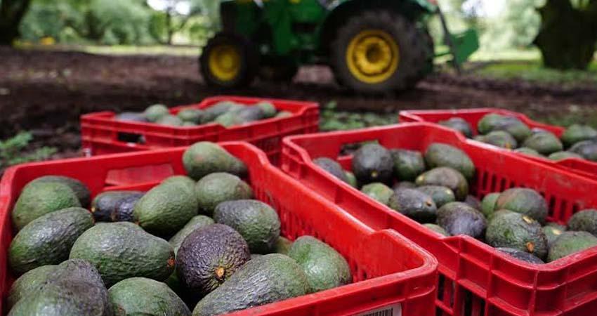 Gobierno impedirá exportar aguacate procedente de huertas deforestadas en Michoacán y Jalisco