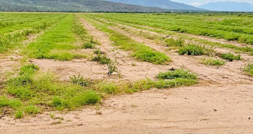 SEPADA BCS evalúa daños al sector primario tras el paso de Polo