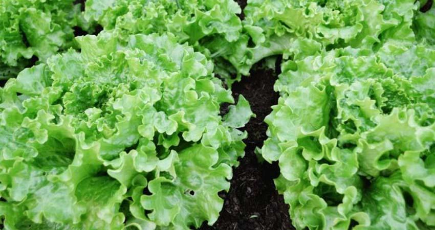 Cofepris: no se determinó que productos mexicanos fueran origen de brotes de Salmonella y Cyclospora en EE.UU.