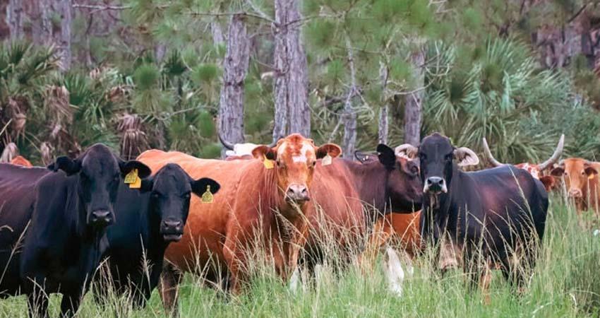Descartan fiebre aftosa en Sonora y anuncian reanudación de exportaciones de ganado a EE.UU.