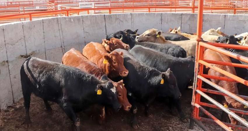 México reanuda exportación de ganado en pie a EE.UU. desde Chihuahua con 750 cabezas